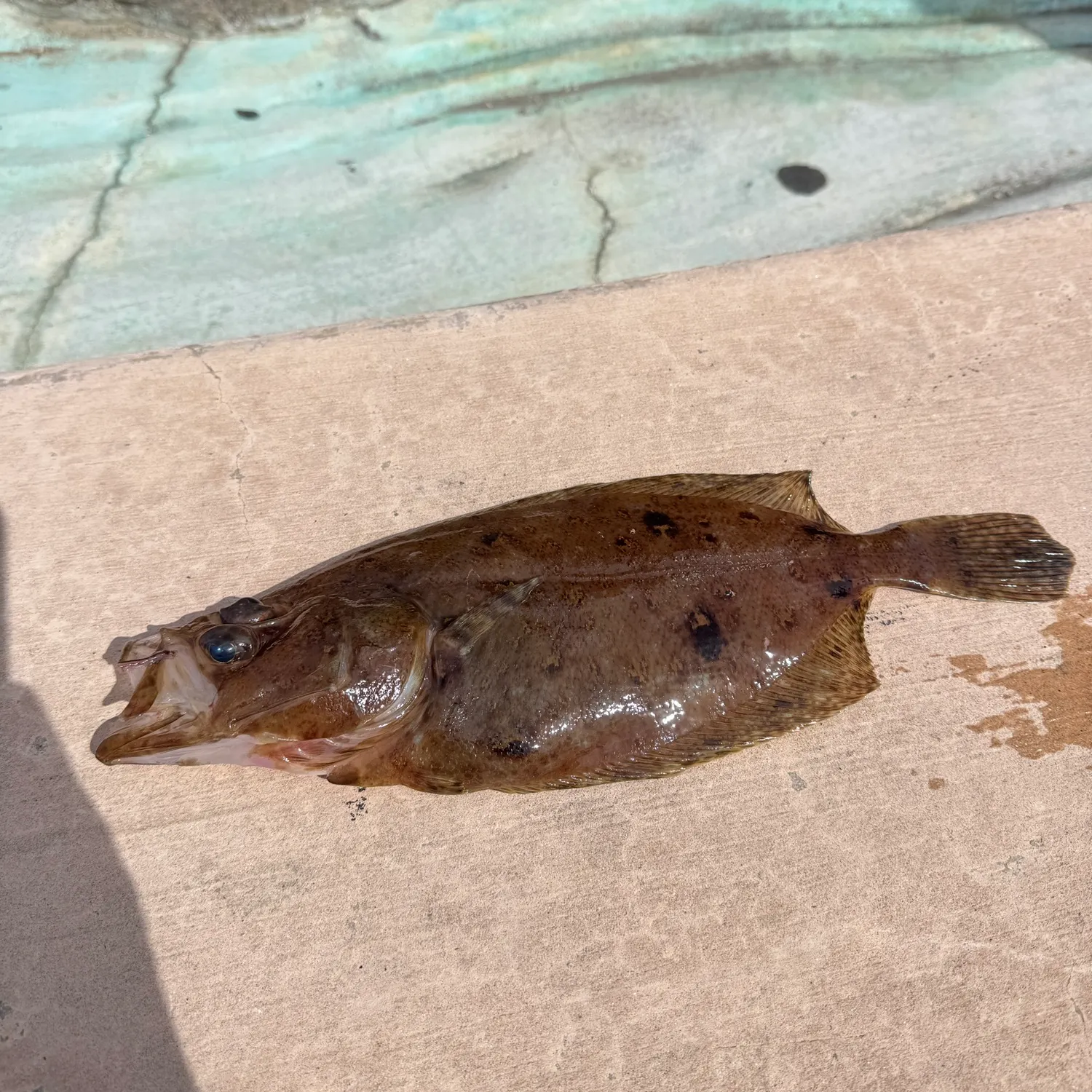 The most recent Fantail sole catches on Fishbrain