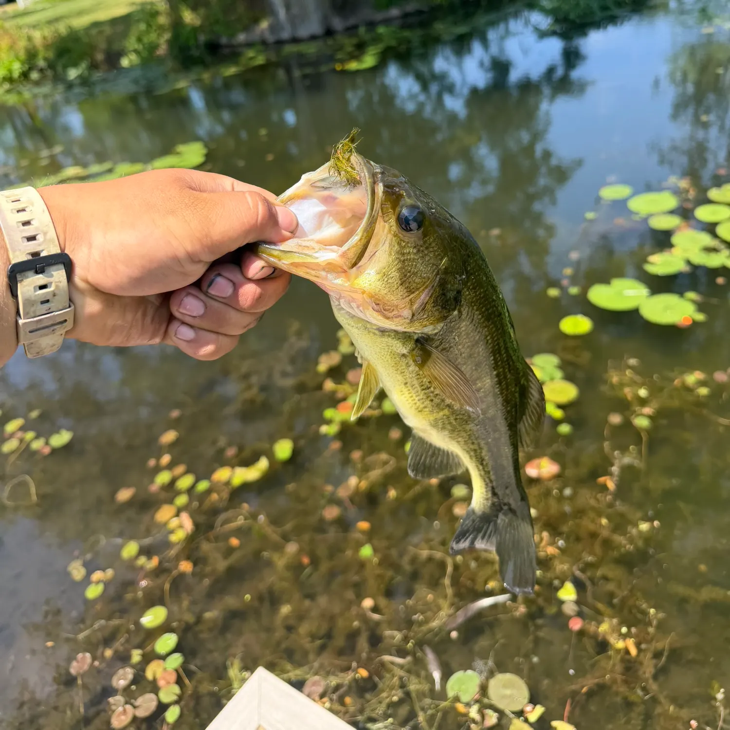 catch