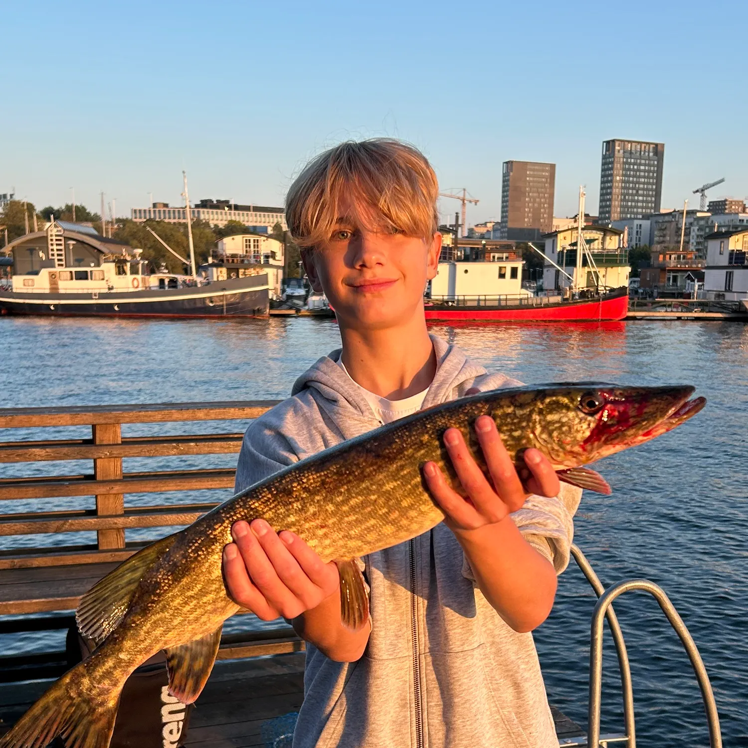 Northern pike caught on Fishbrain