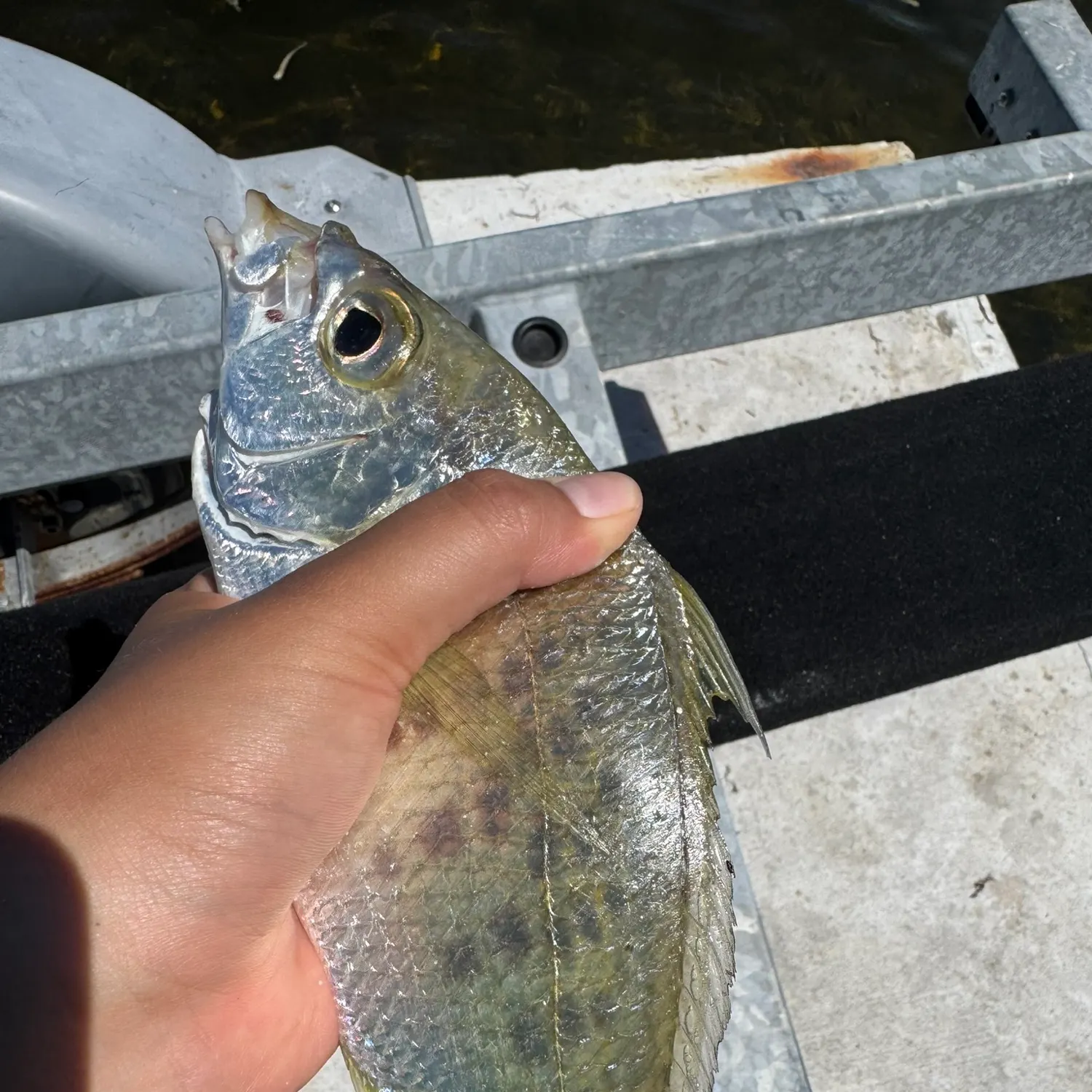 The most recent Yellowfin mojarra catches on Fishbrain