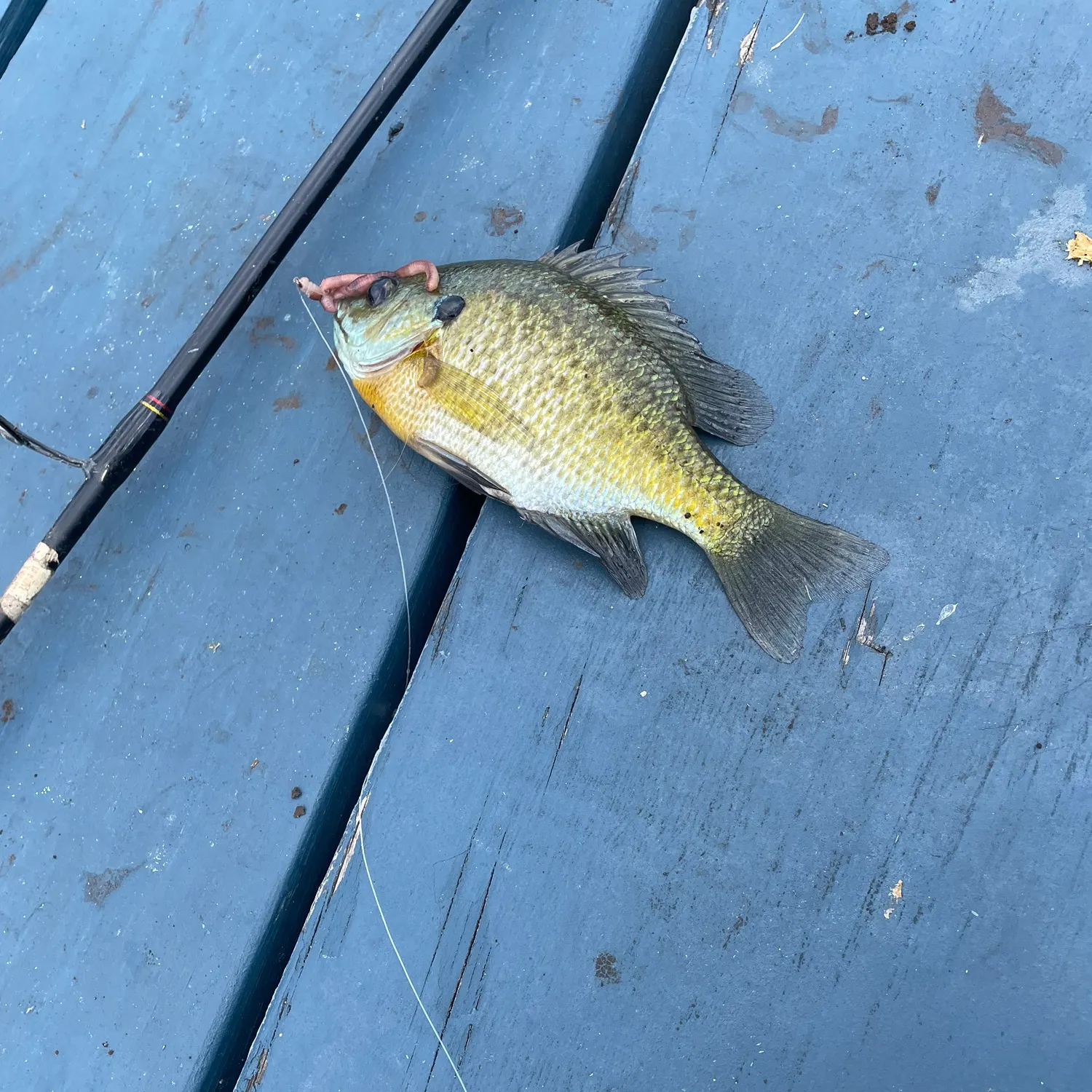 Greengill hybrid caught on Fishbrain
