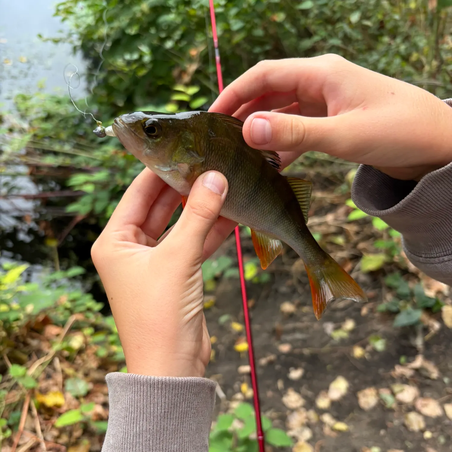European perch caught on Fishbrain