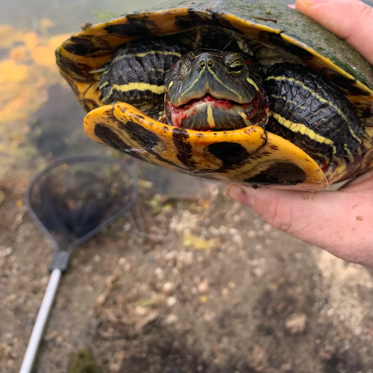 The most recent Eastern musk turtle catches on Fishbrain