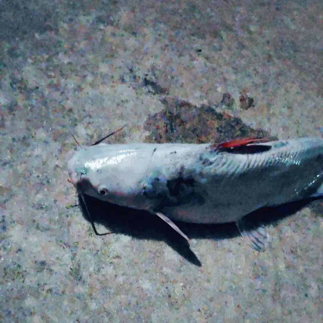 Blue catfish caught on Fishbrain