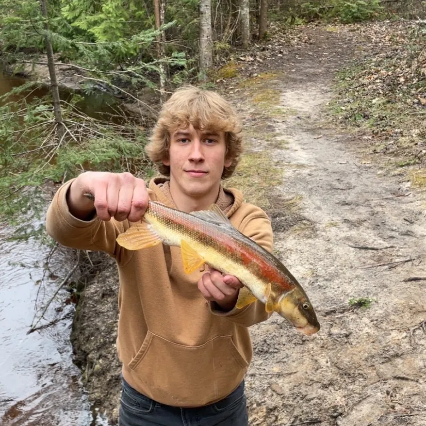 The most recent Longnose sucker catches on Fishbrain