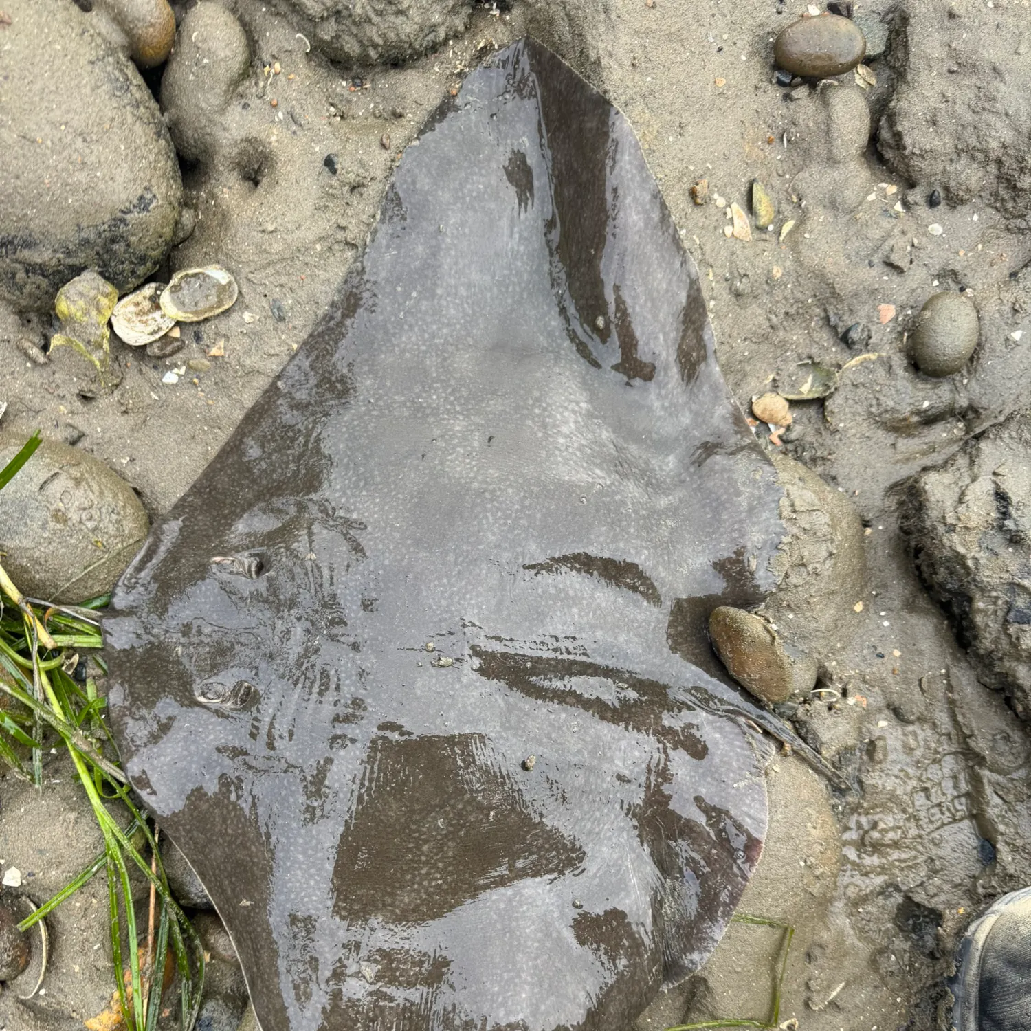The most recent Spiny butterfly ray catches on Fishbrain