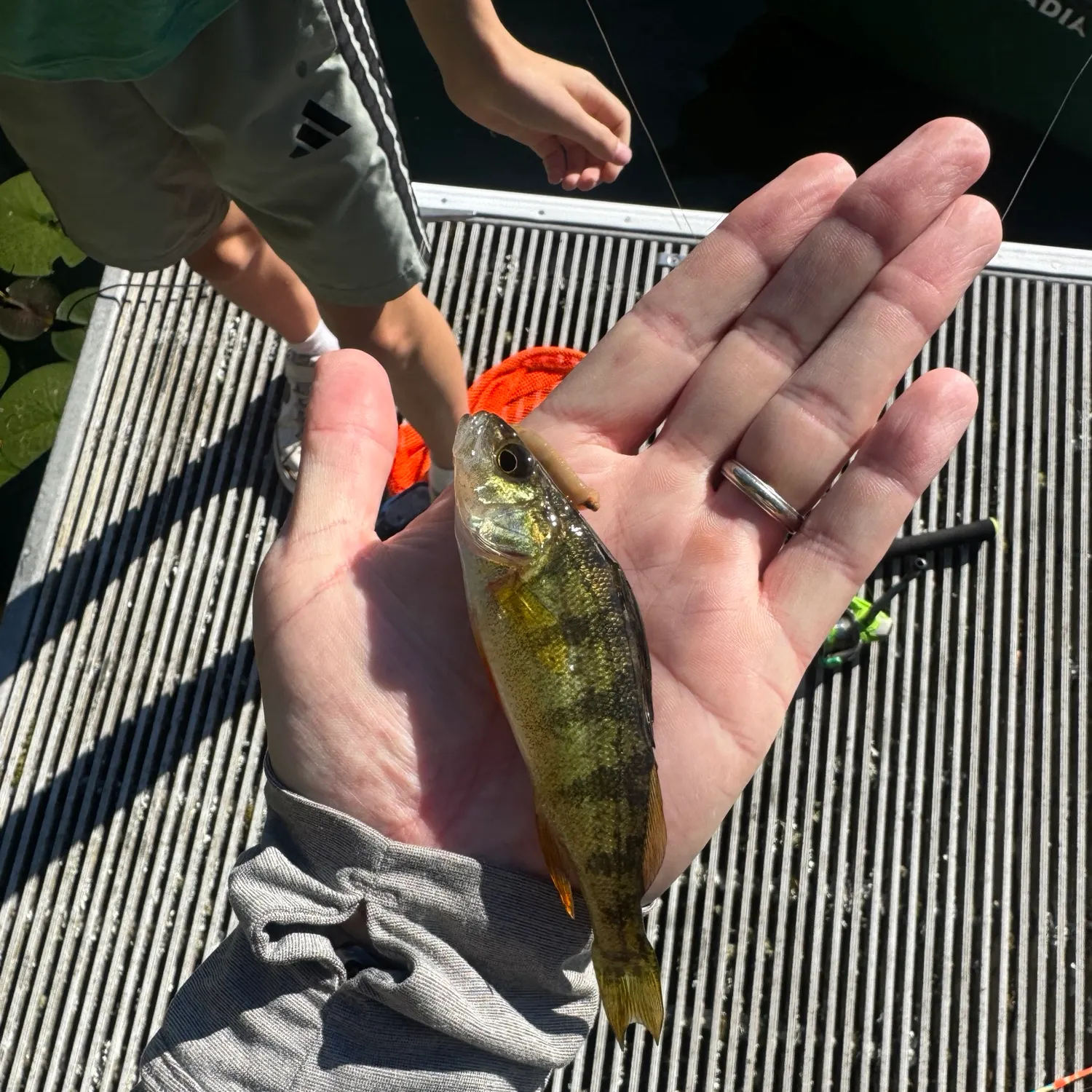 Yellow perch caught on Fishbrain