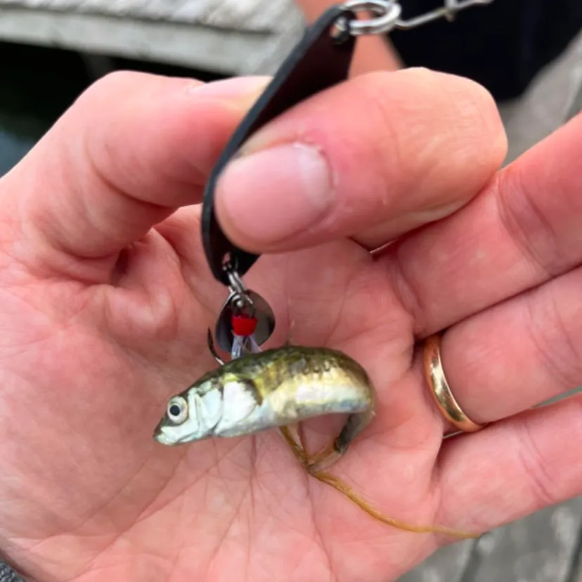 The most recent Three-spined stickleback catches on Fishbrain