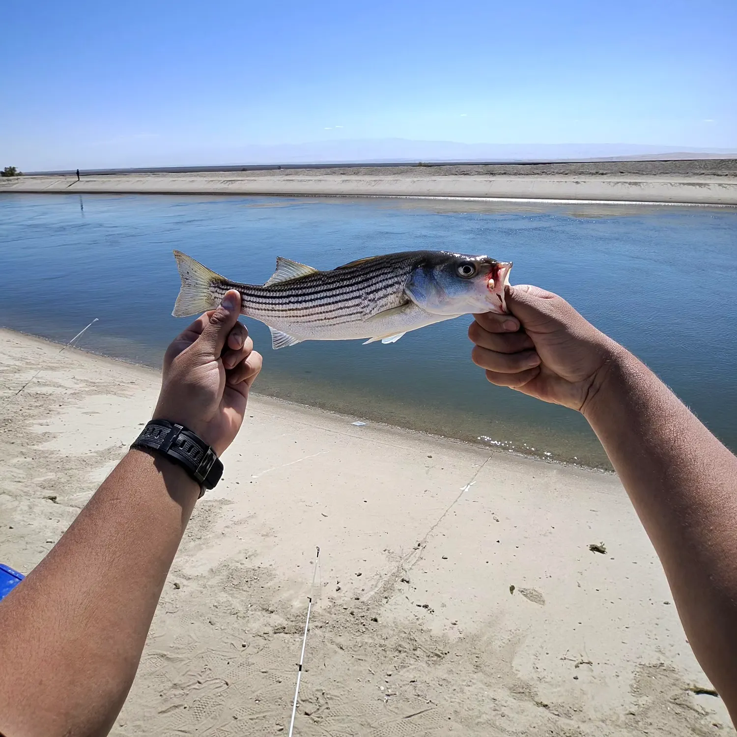 Striped bass caught on Fishbrain