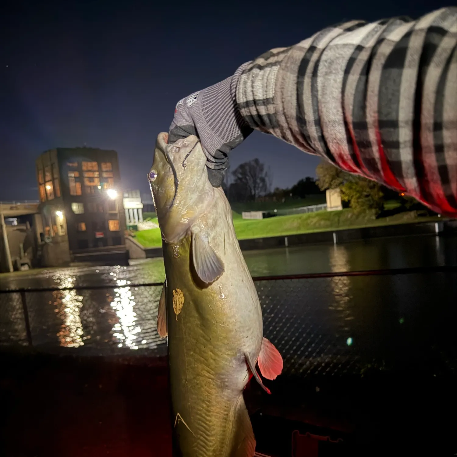 Channel catfish caught on Fishbrain