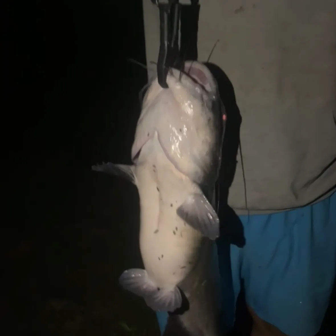 Channel catfish caught on Fishbrain