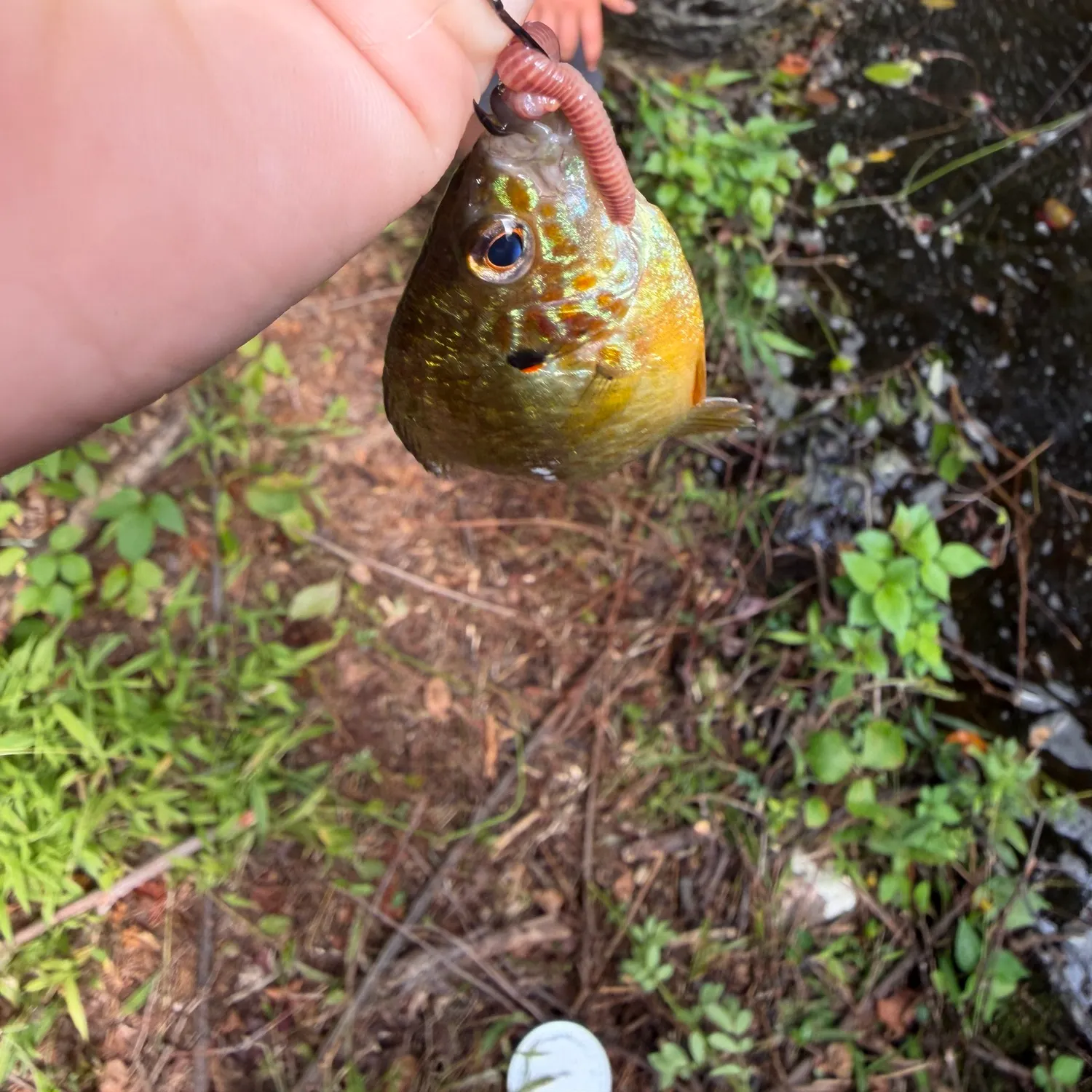 Redear sunfish caught on Fishbrain