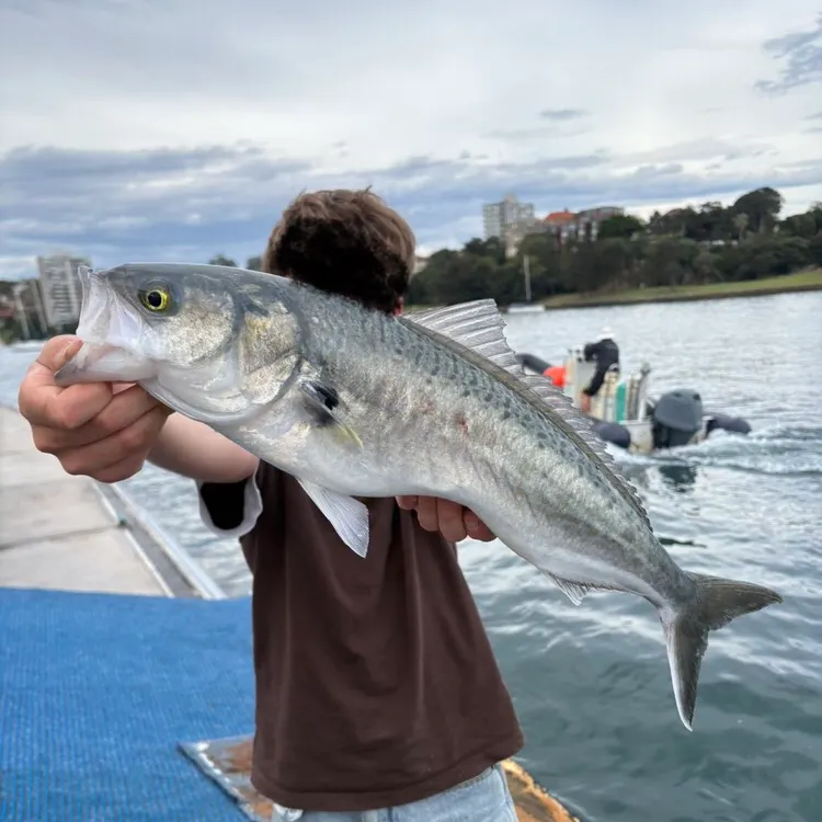 Eastern Australian salmon caught on Fishbrain