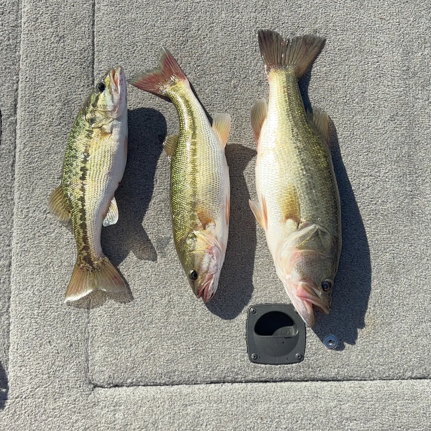 Spotted bass caught on Fishbrain