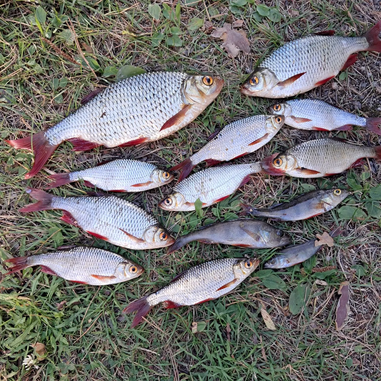 Common rudd caught on Fishbrain