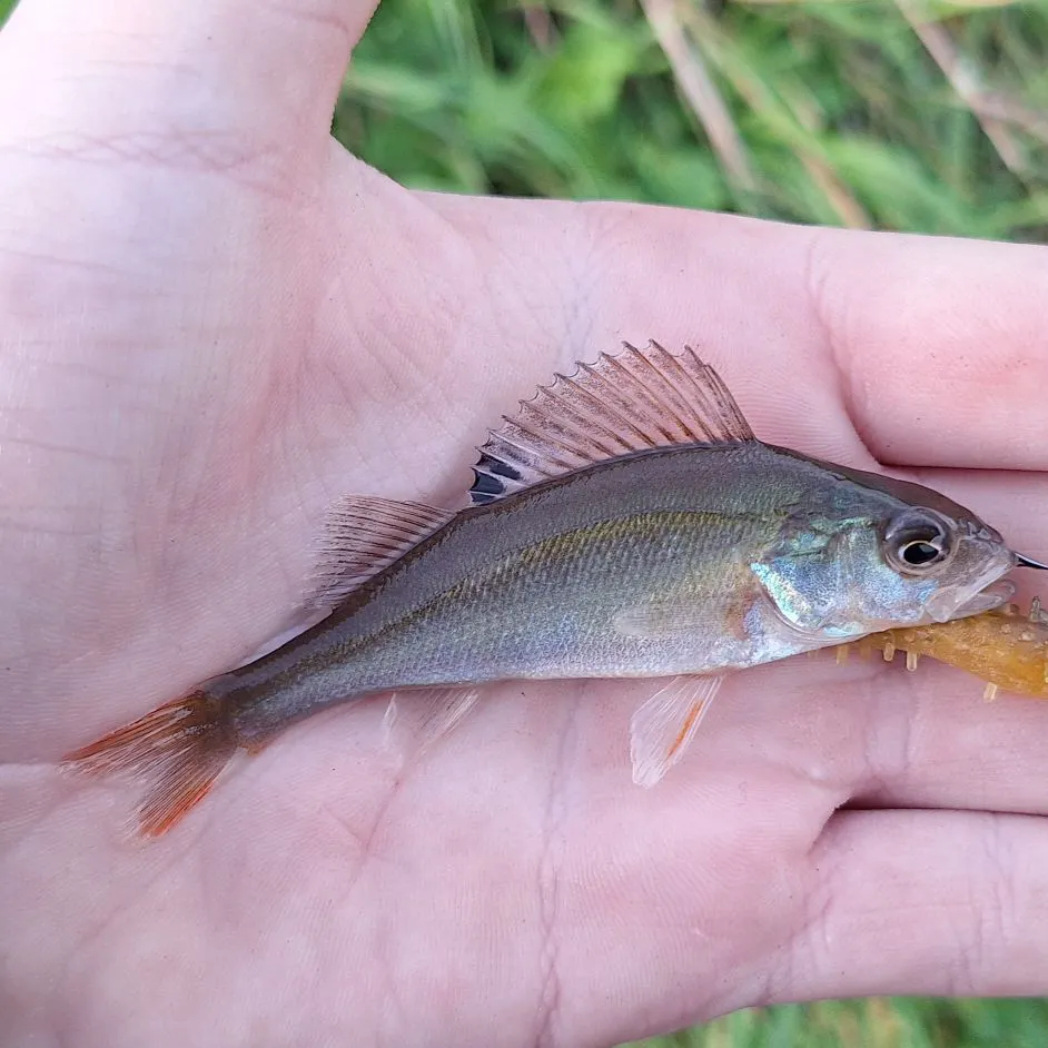 European perch caught on Fishbrain