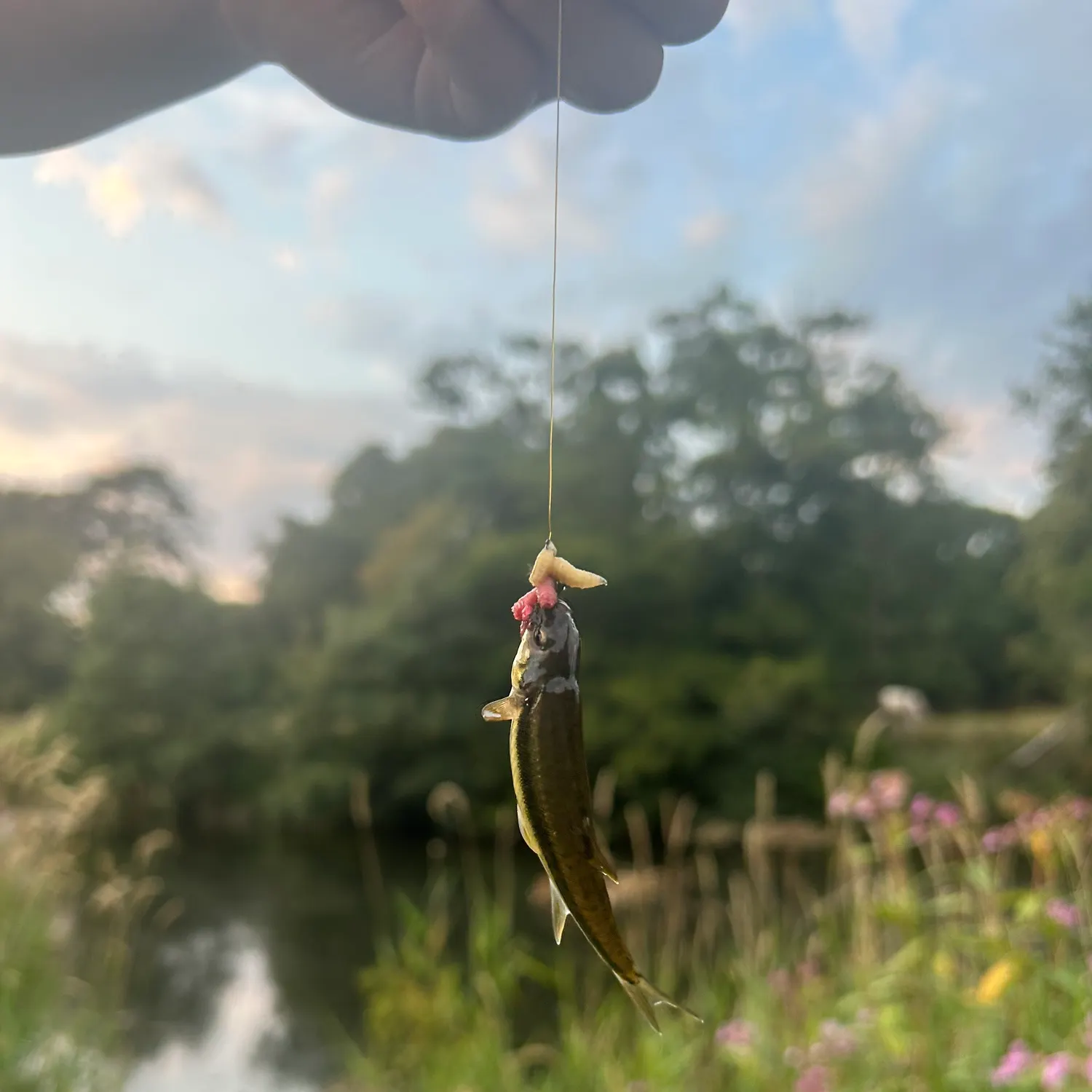 The most recent Eurasian minnow catches on Fishbrain