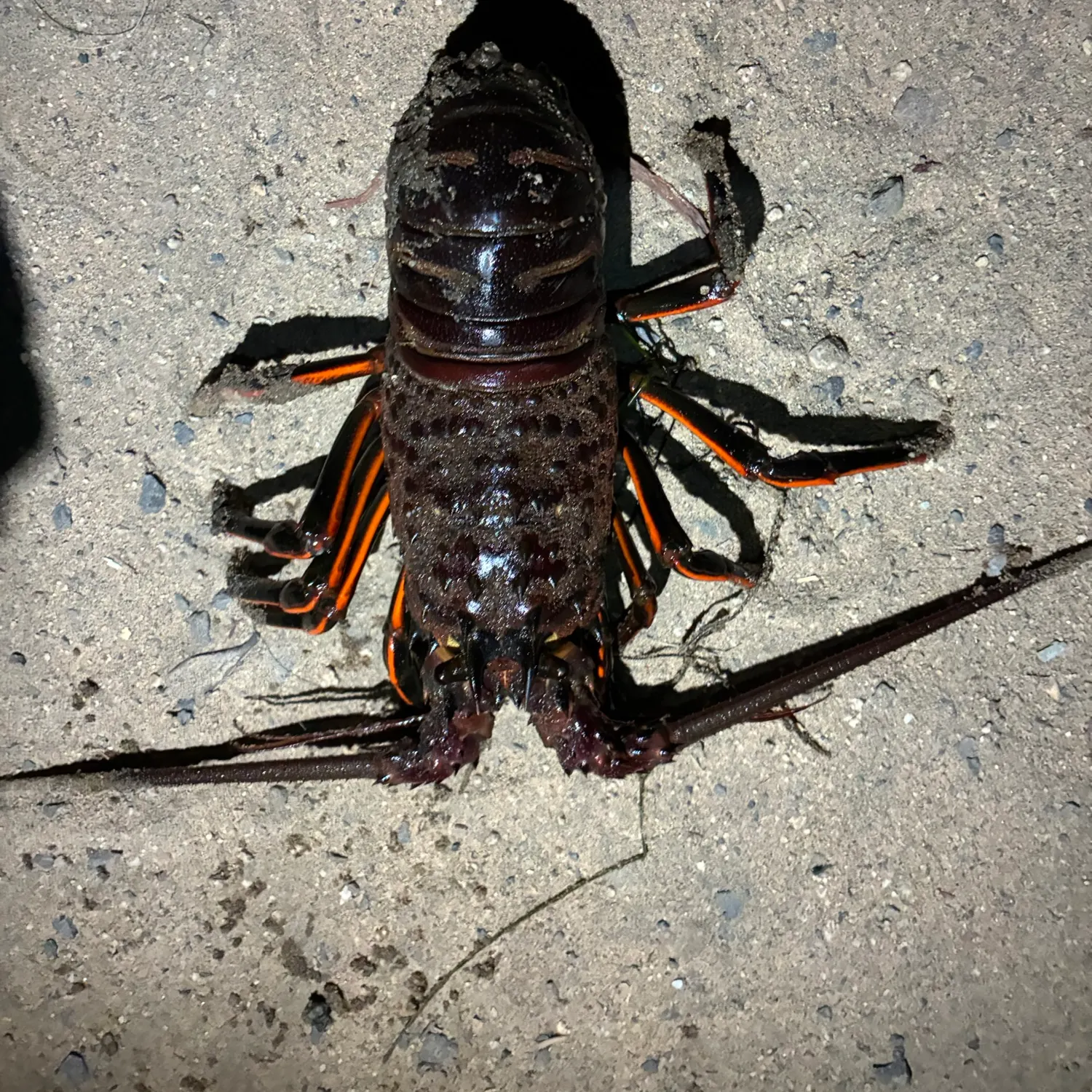 California spiny lobster caught on Fishbrain
