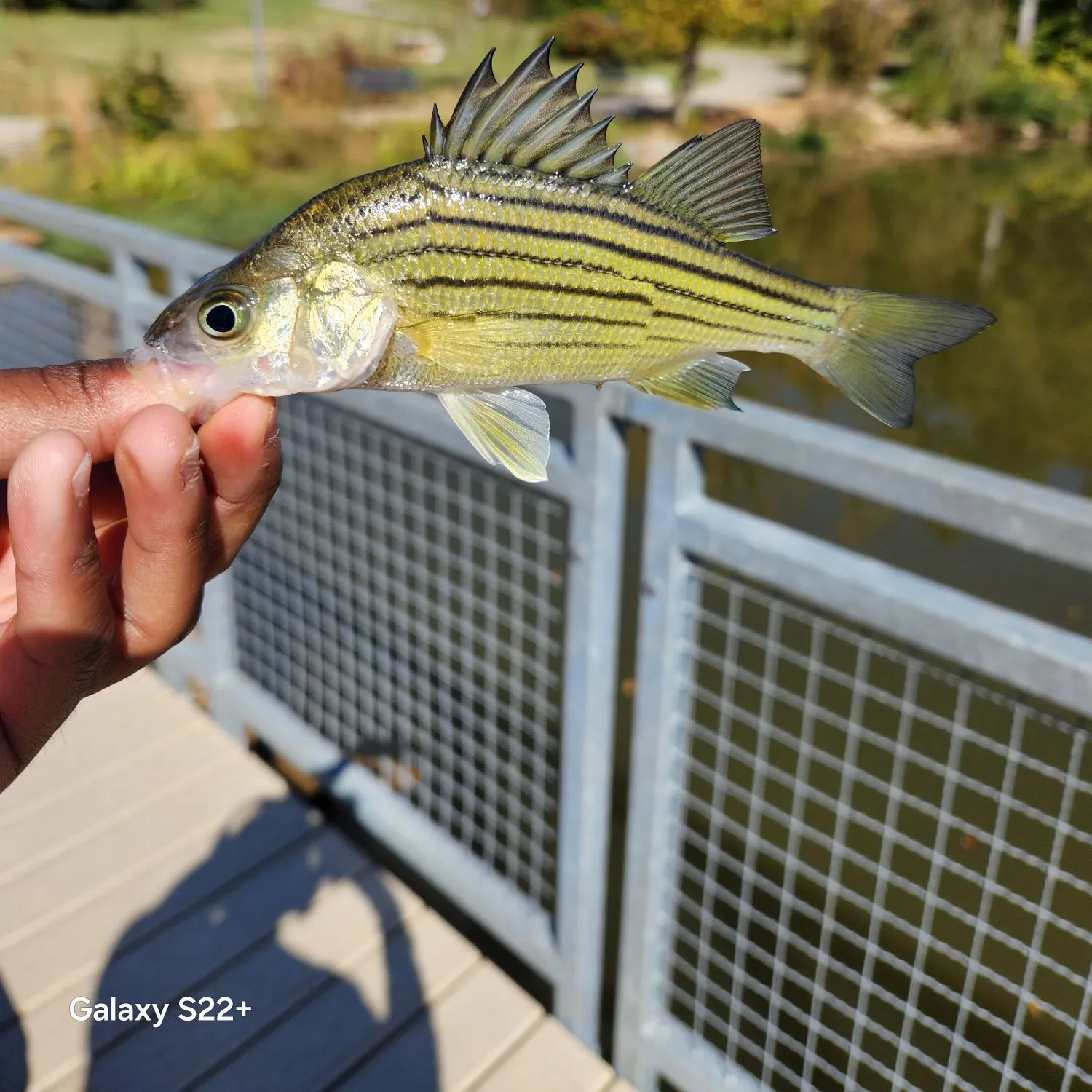 Yellow bass caught on Fishbrain