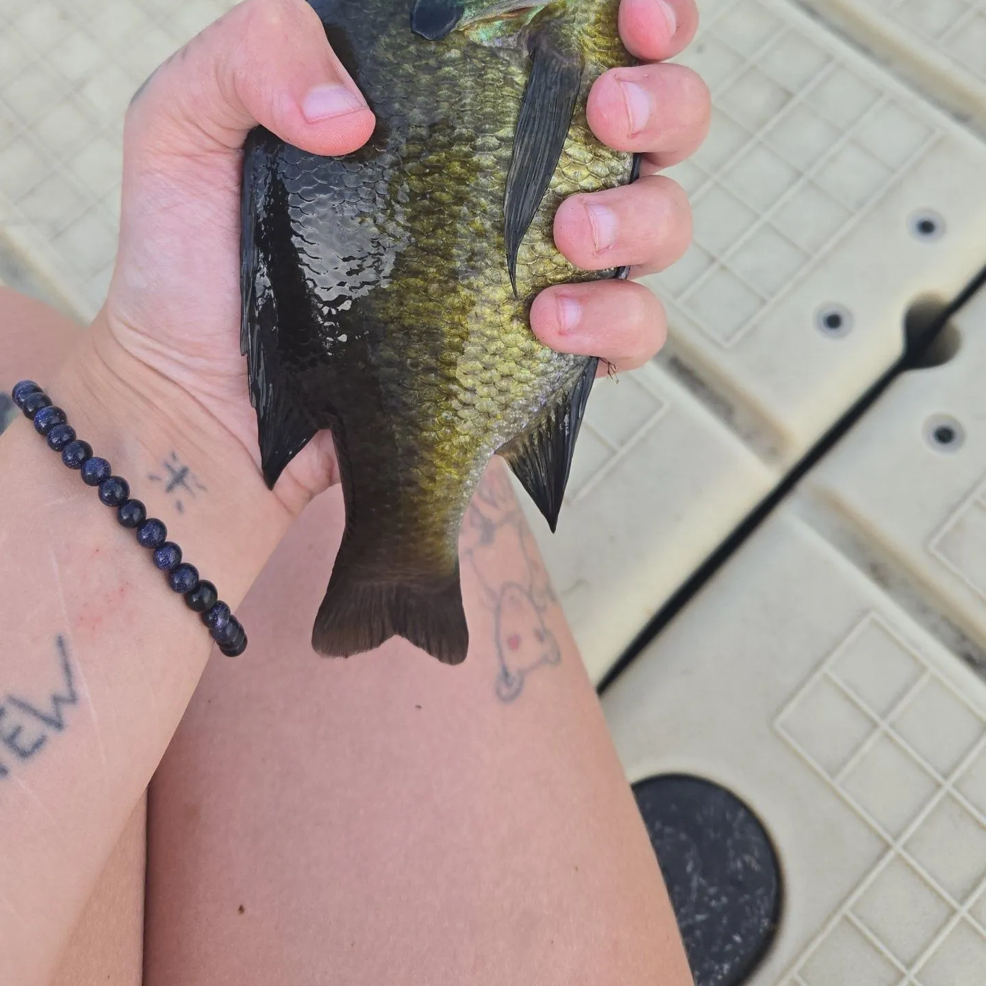 Bluegill caught on Fishbrain