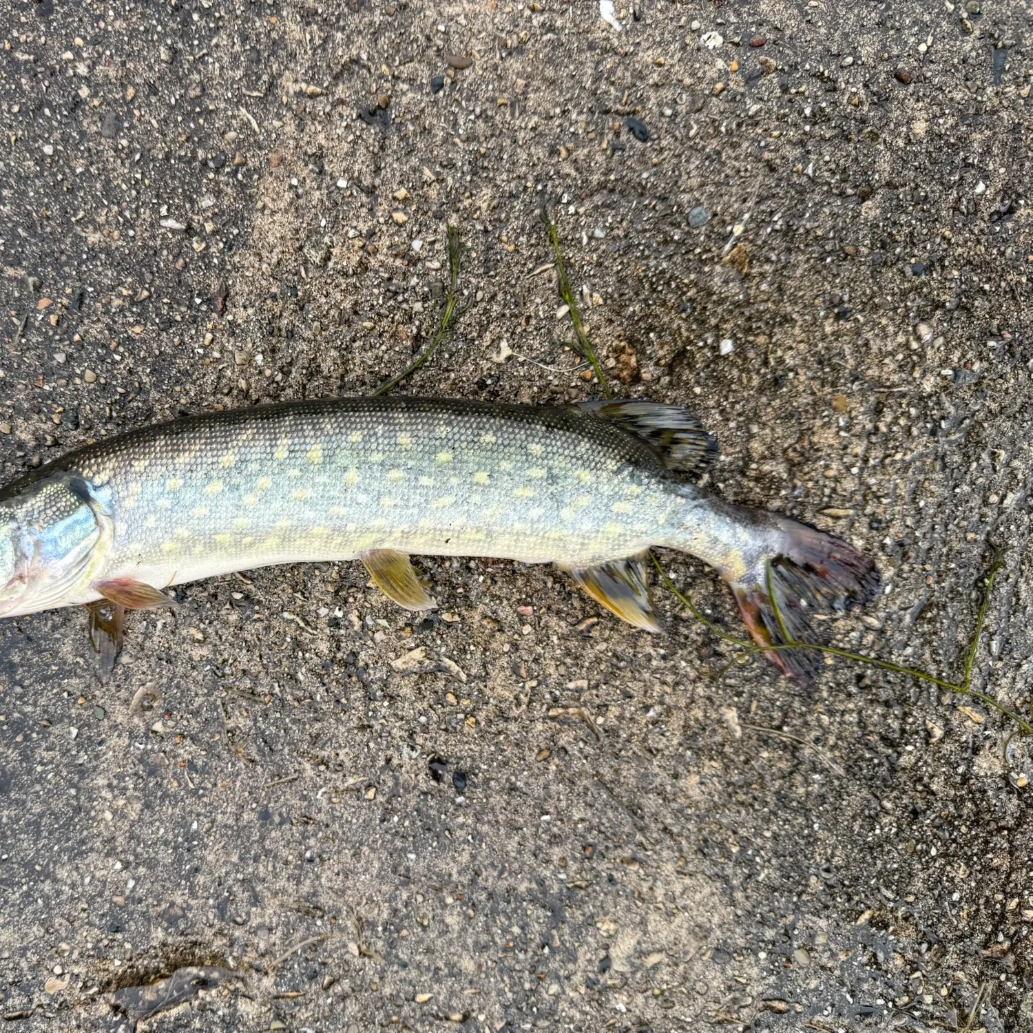 Northern pike caught on Fishbrain