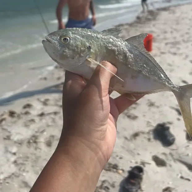 The most recent Greater amberjack catches on Fishbrain