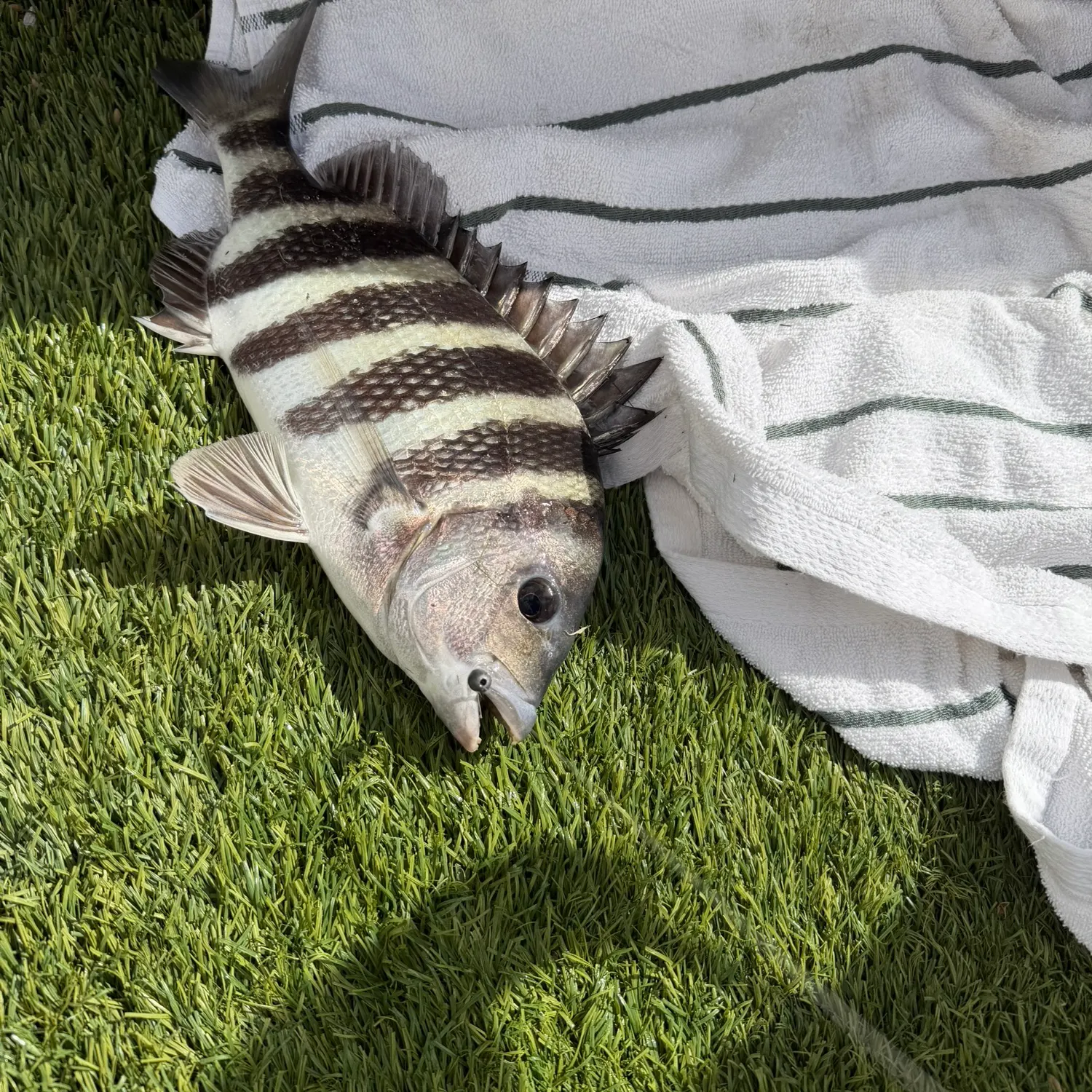 The most recent Sheepshead catches on Fishbrain