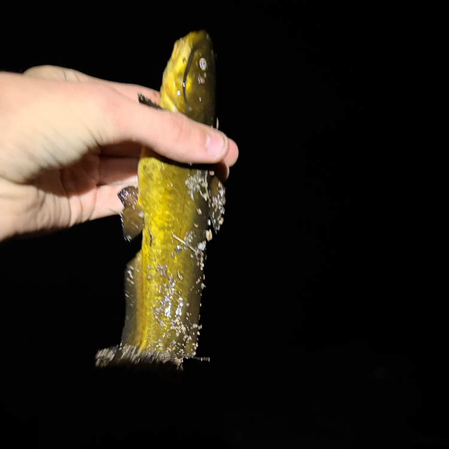 Yellow bullhead caught on Fishbrain