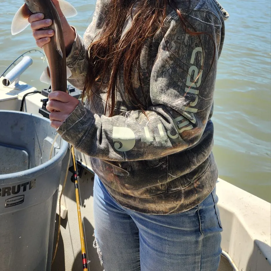 The most recent Brown smooth-hound catches on Fishbrain