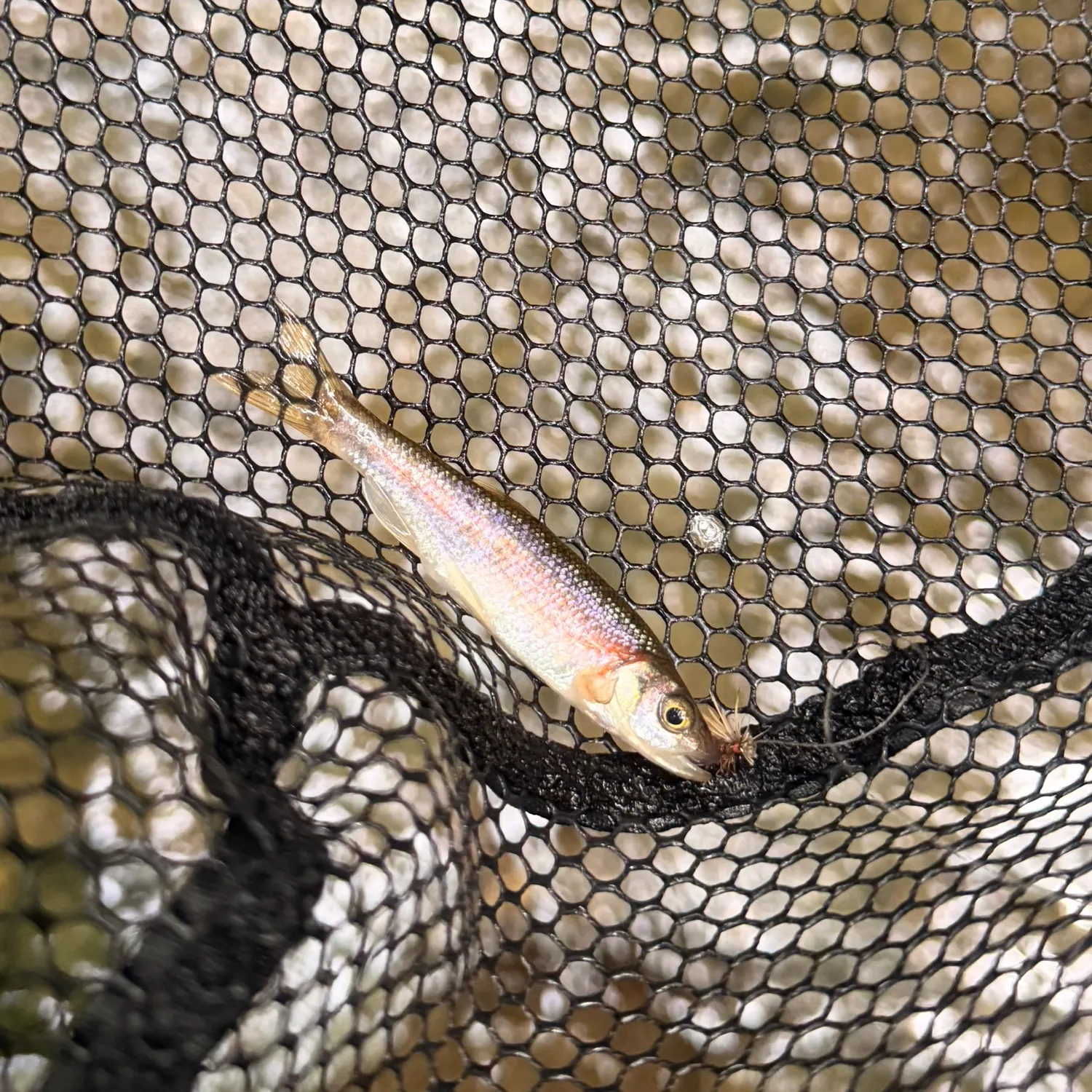 The most recent Rosyside dace catches on Fishbrain