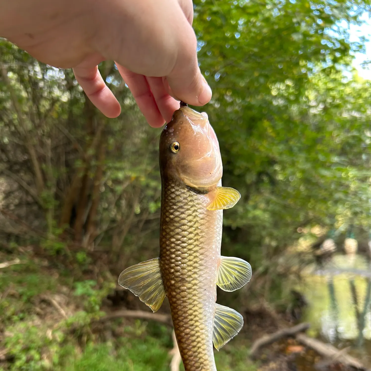 River redhorse caught on Fishbrain