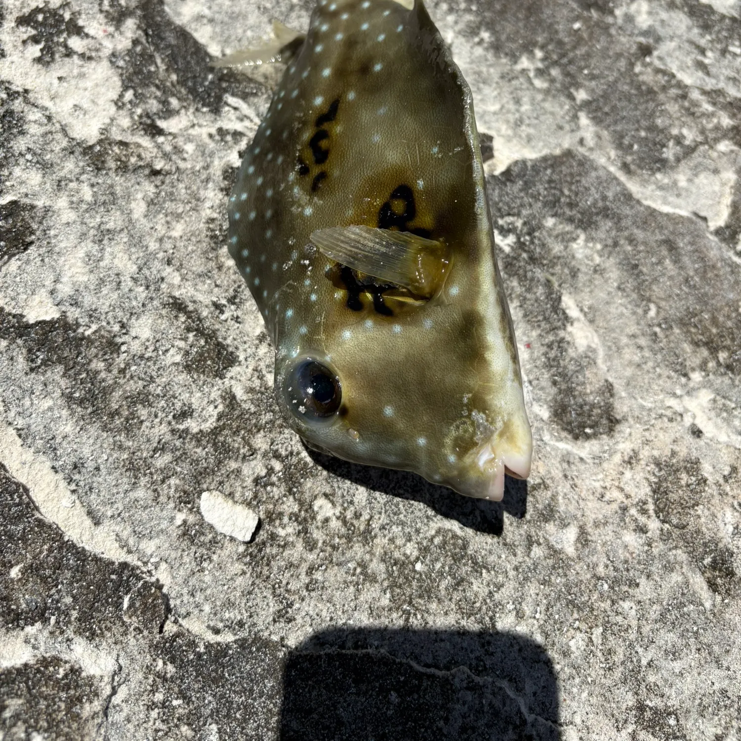 The most recent Scrawled cowfish catches on Fishbrain