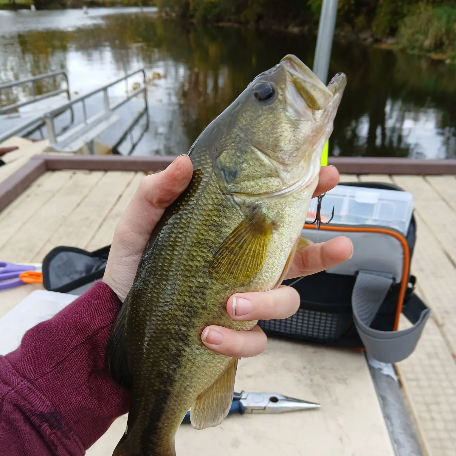 Largemouth bass caught on Fishbrain