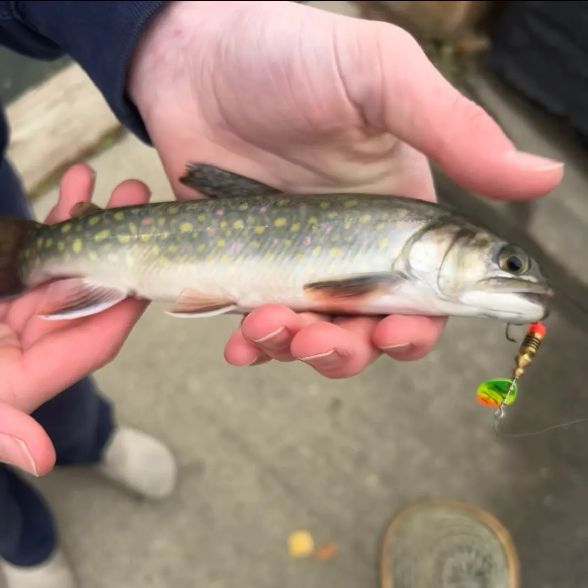 Brook trout caught on Fishbrain