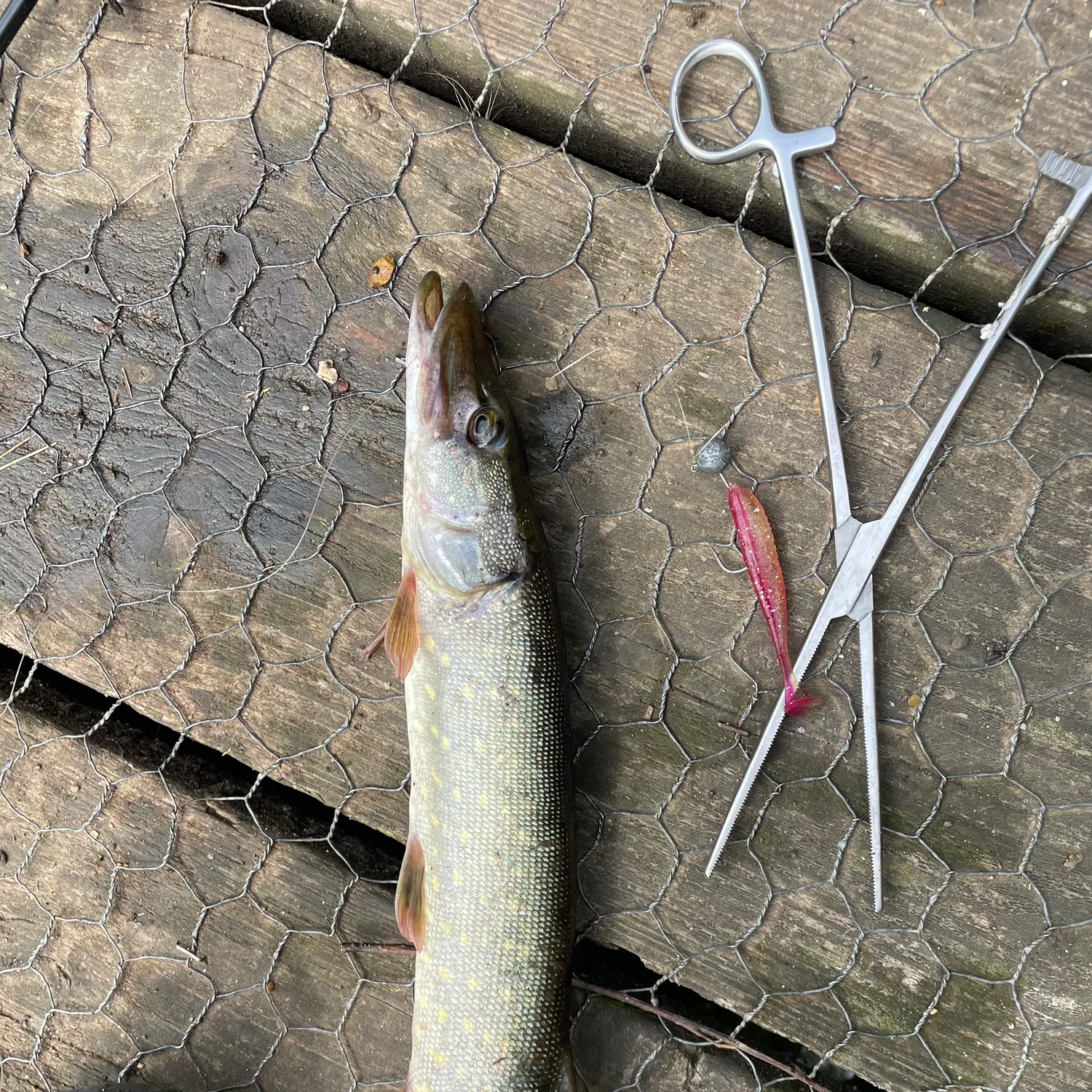 Northern pike caught on Fishbrain