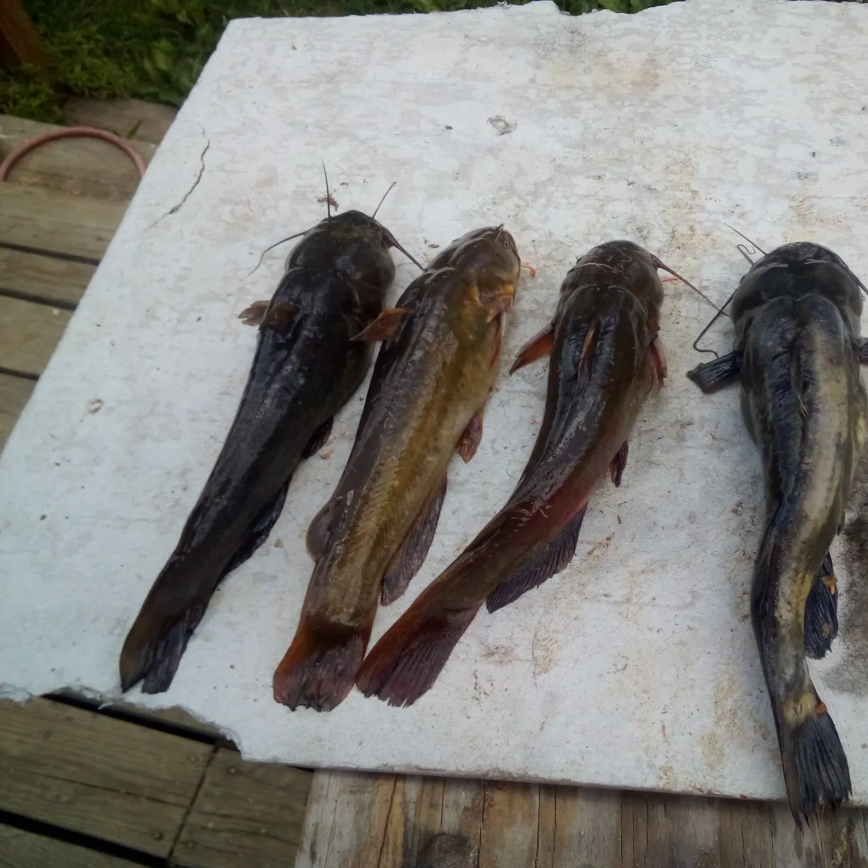 recently logged catches