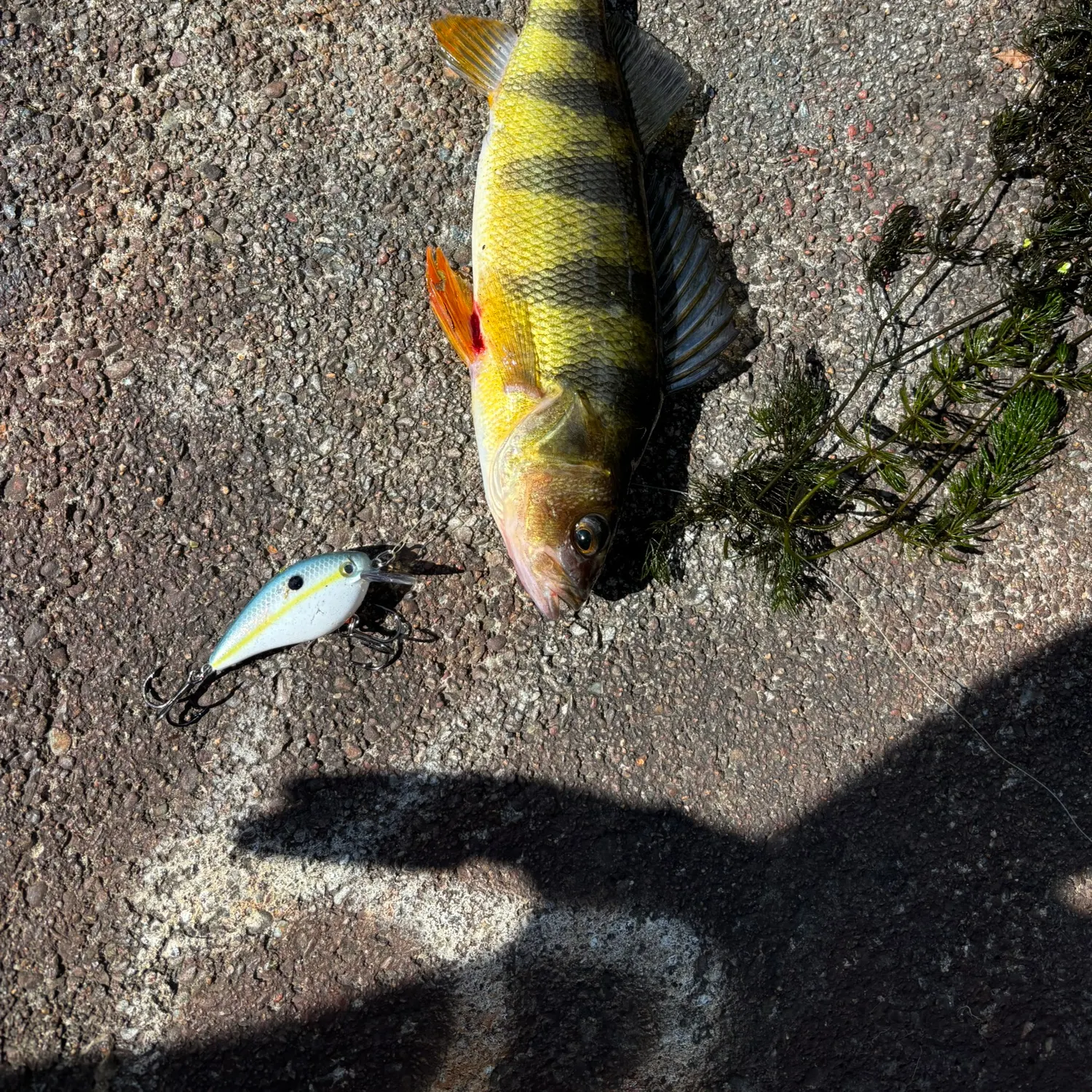 Yellow perch caught on Fishbrain