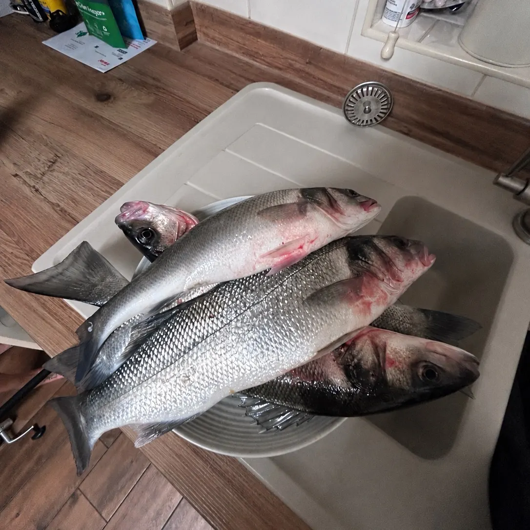 European seabass caught on Fishbrain