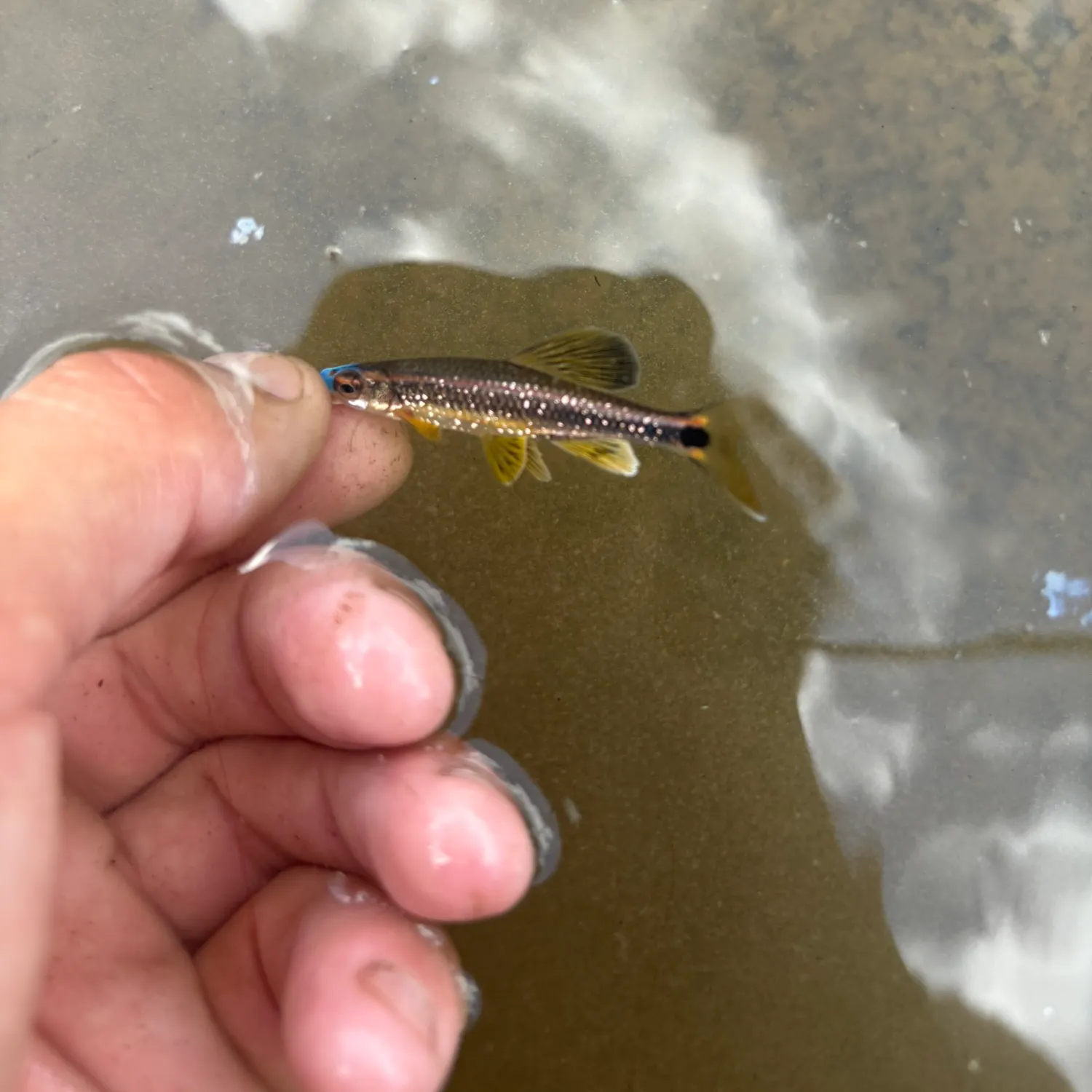 The most recent Bluenose warehou catches on Fishbrain
