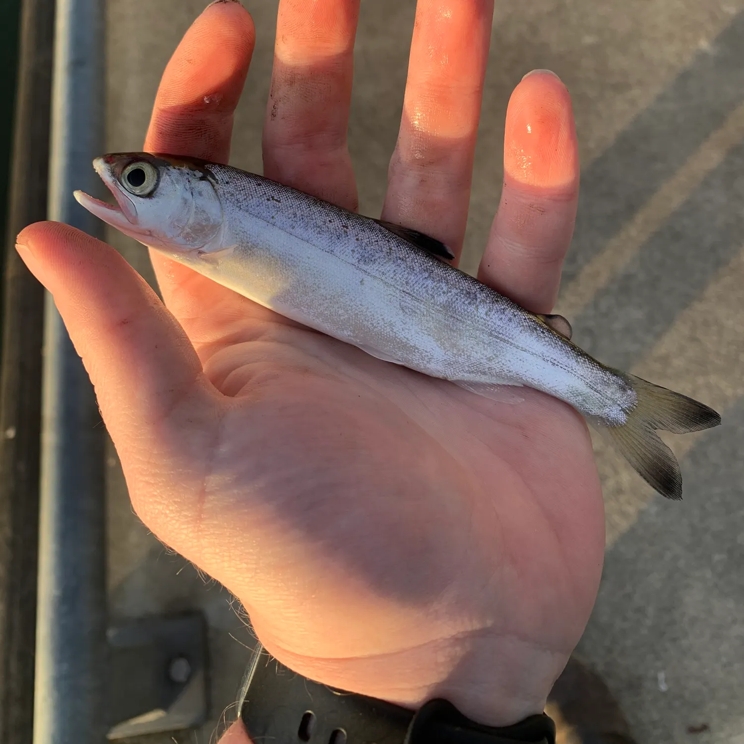 The most recent Chinook salmon catches on Fishbrain