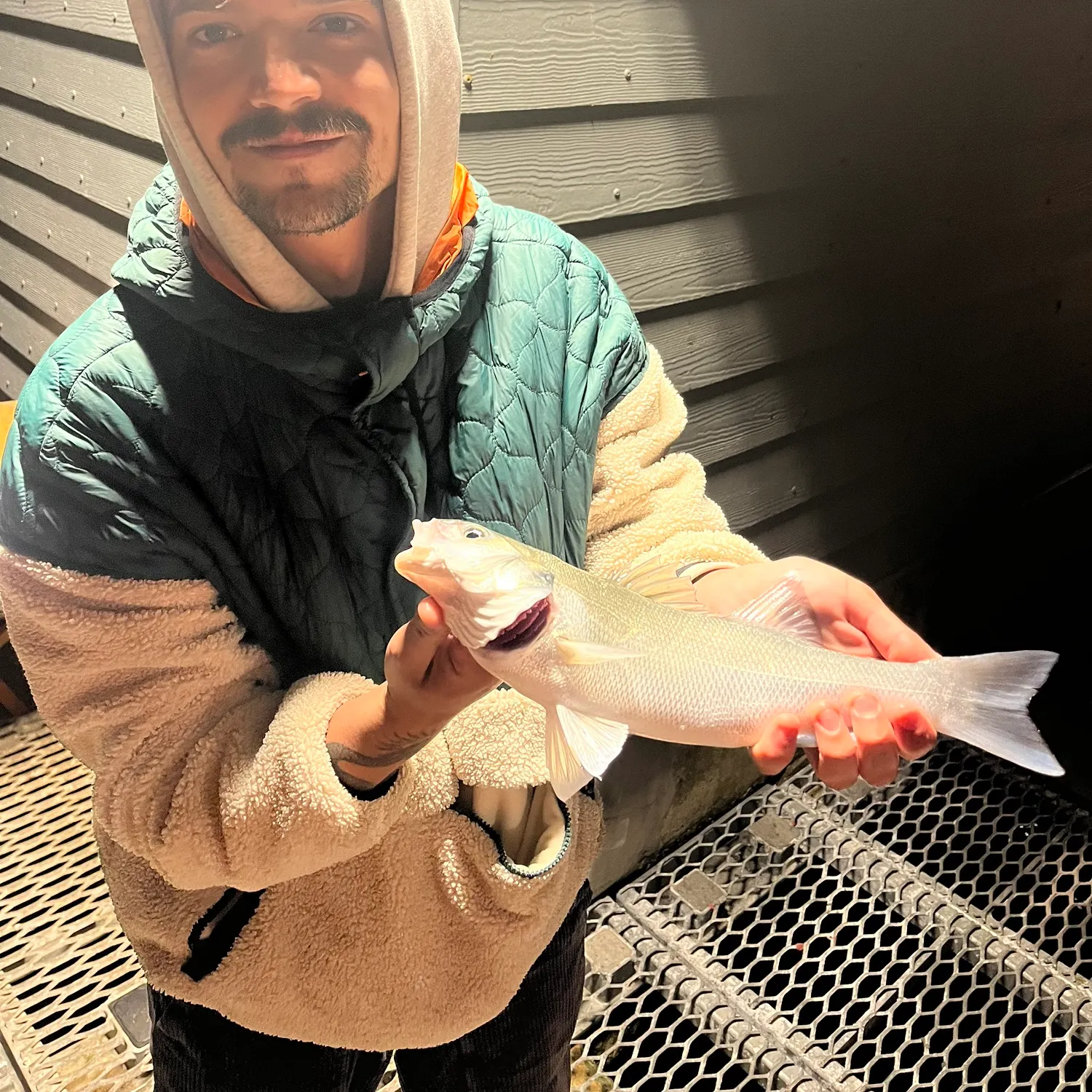 The most recent European seabass catches on Fishbrain