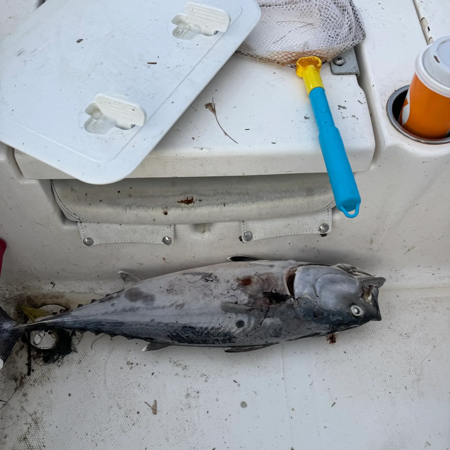 The most recent Albacore catches on Fishbrain