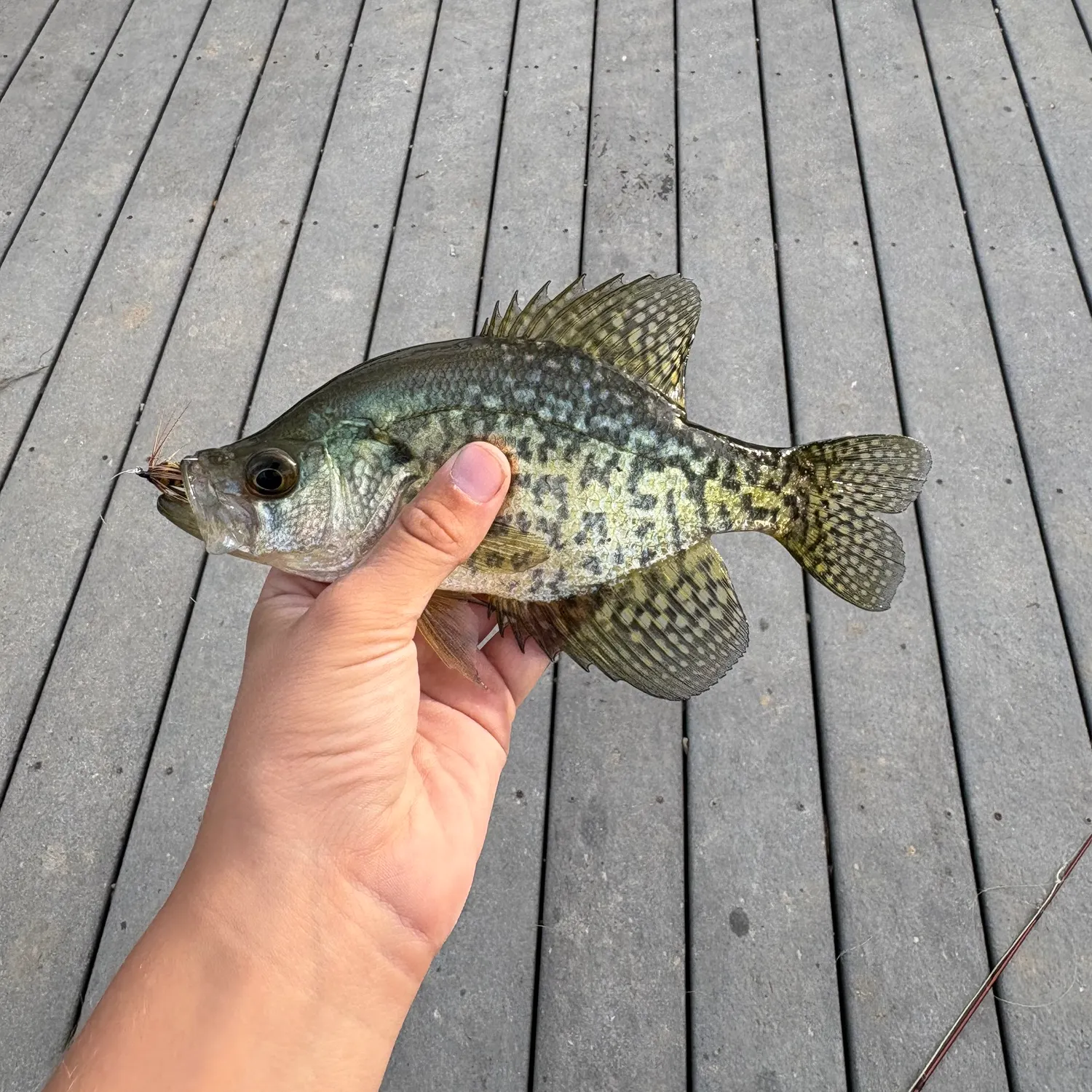 Black crappie caught on Fishbrain