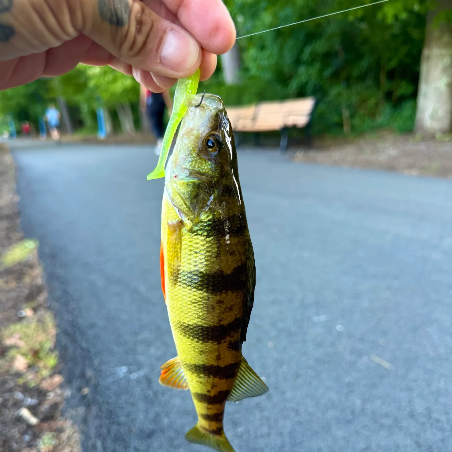 catch
