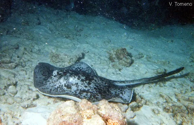 Blotched fantail ray