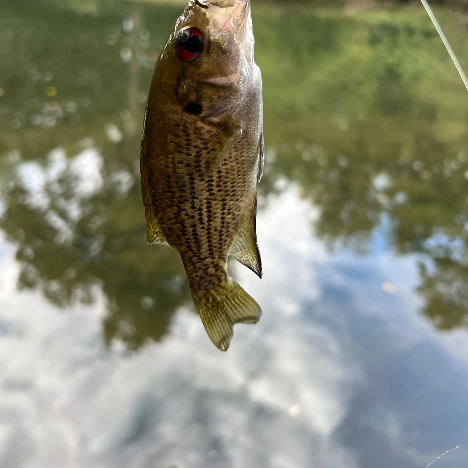 Rock bass caught on Fishbrain