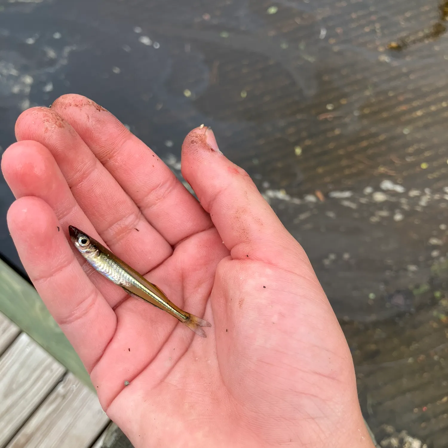 The most recent Golden silverside catches on Fishbrain