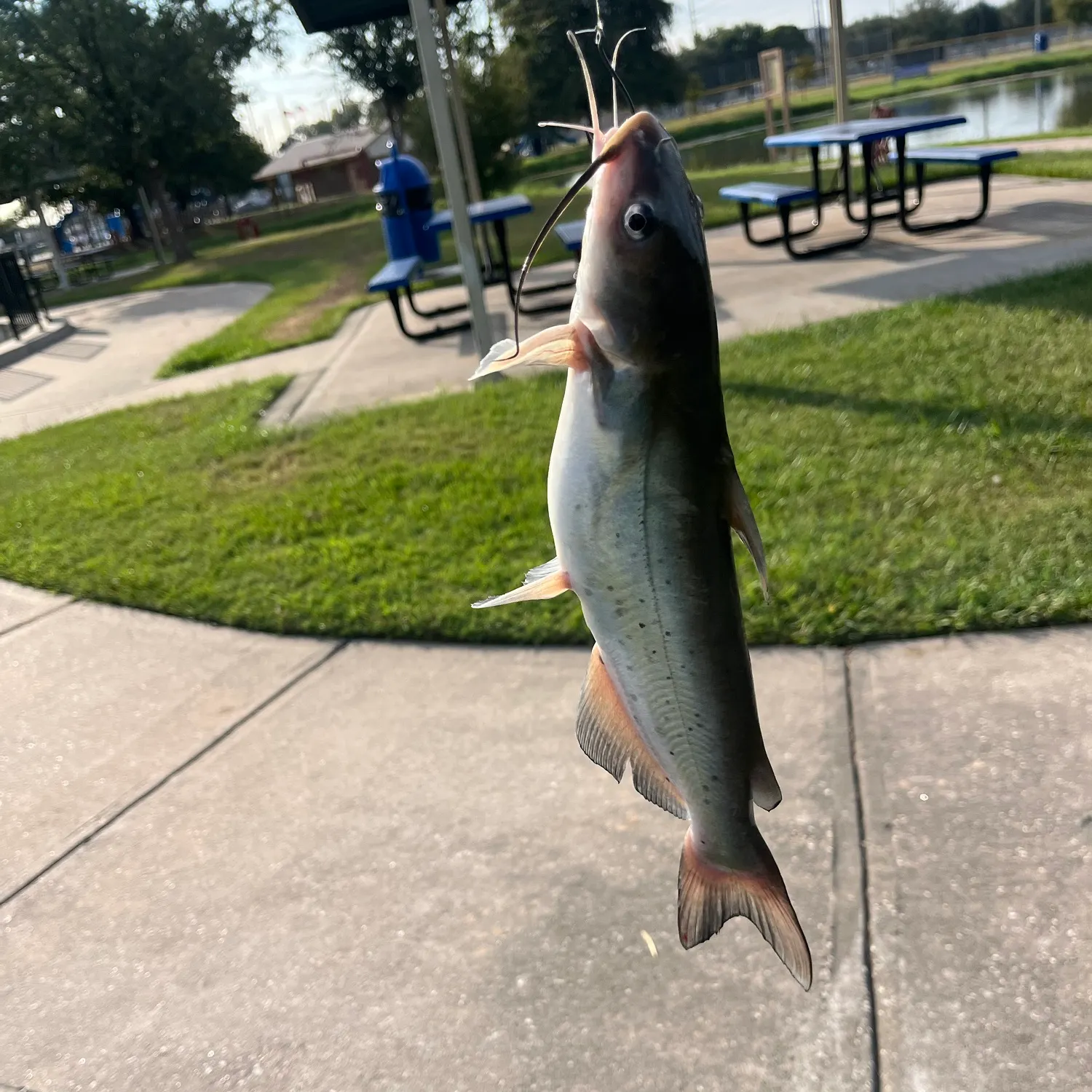 catch