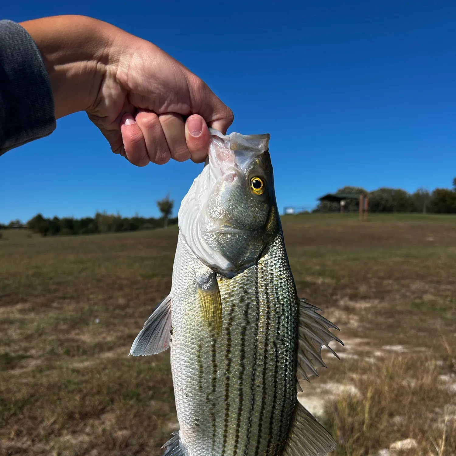Wiper caught on Fishbrain