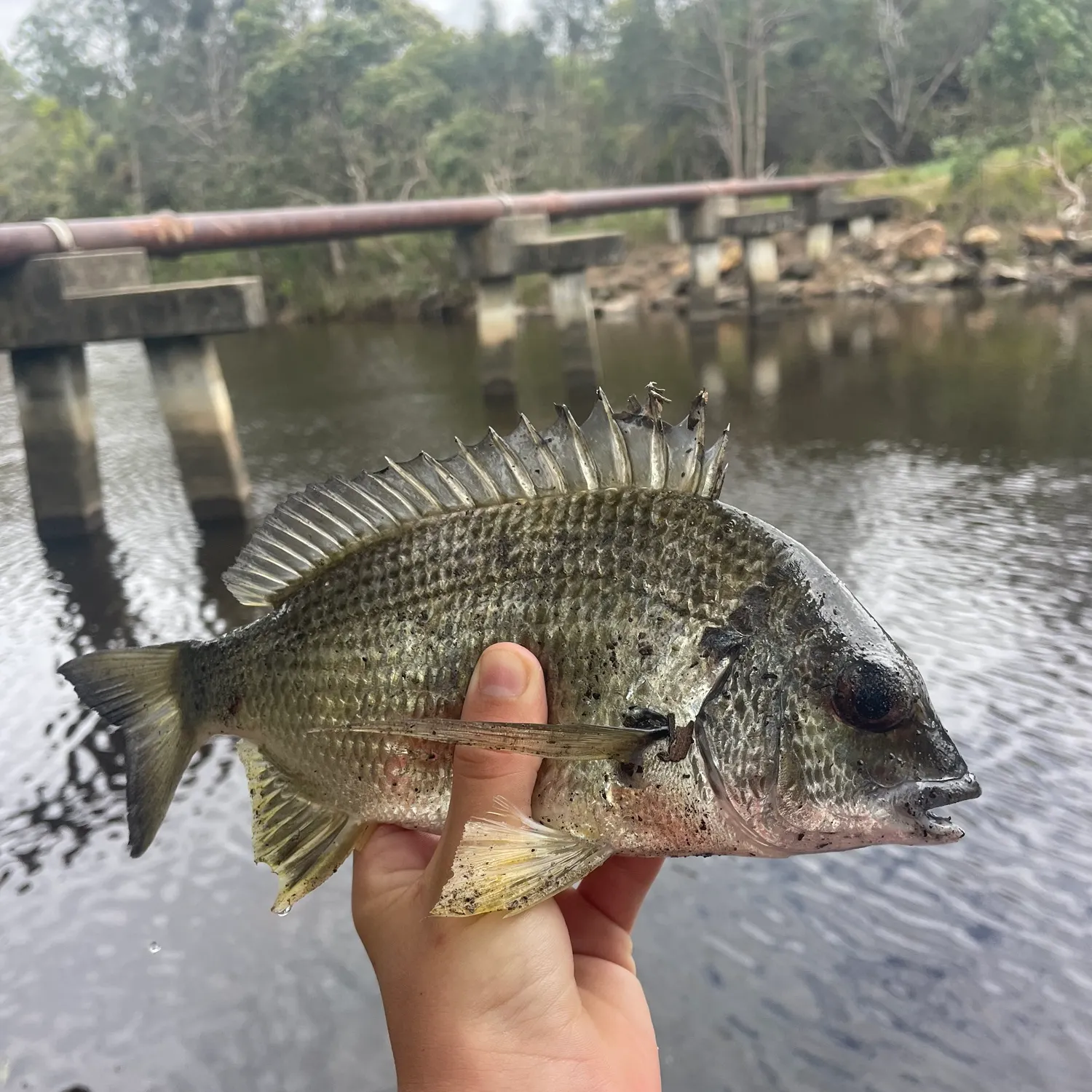 Surf bream caught on Fishbrain